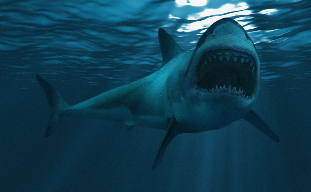 Claim Sharks- What They Are and How to Avoid Them