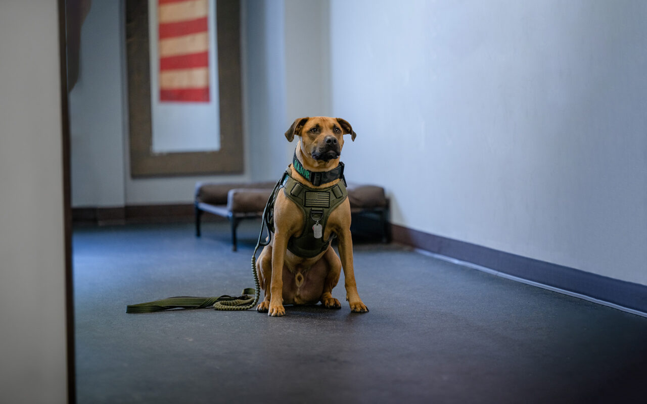 The Role of Service Dogs in Supporting Veterans